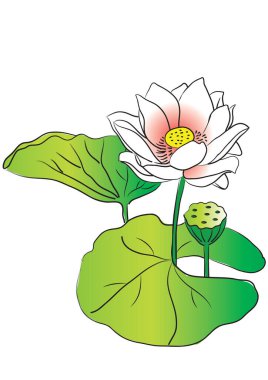 beyaz arkaplanda izole edilmiş güzel nilüfer çiçekleri, vektör, illüstrasyon