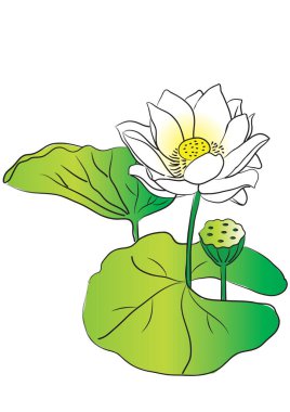 beyaz arkaplanda izole edilmiş güzel nilüfer çiçekleri, vektör, illüstrasyon