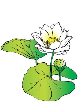 beyaz arkaplanda izole edilmiş güzel nilüfer çiçekleri, vektör, illüstrasyon