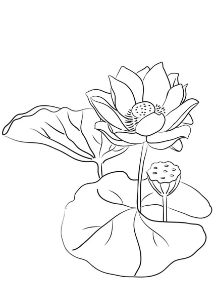 Kresba Kreslený Krásný Lotosový Květ Izolované Bílém Pozadí Vektor Ilustrace — Stockový vektor
