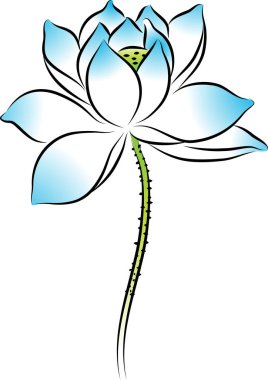 beyaz arkaplanda izole edilmiş güzel nilüfer çiçekleri, vektör, illüstrasyon