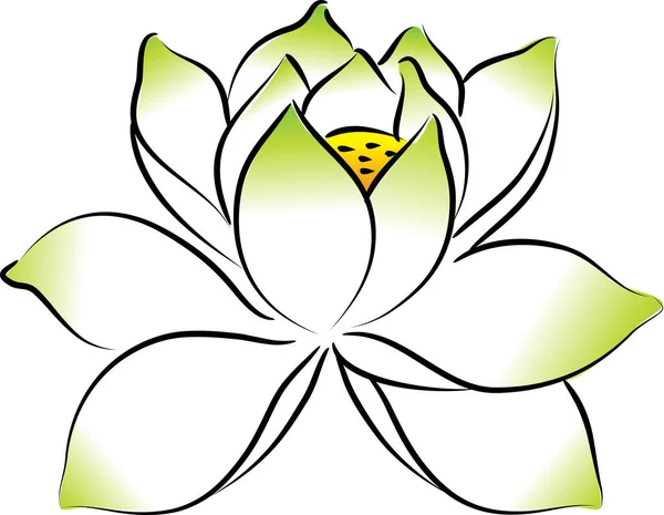 Beyaz Arkaplanda Izole Edilmiş Güzel Nilüfer Çiçekleri Vektör Illüstrasyon — Stok Vektör