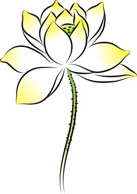 beyaz arkaplanda izole edilmiş güzel nilüfer çiçekleri, vektör, illüstrasyon