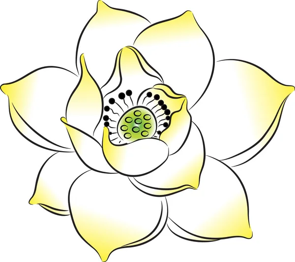 beyaz arkaplanda izole edilmiş güzel nilüfer çiçekleri, vektör, illüstrasyon