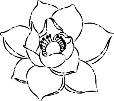 beyaz arkaplanda izole edilmiş güzel nilüfer çiçekleri, vektör, illüstrasyon