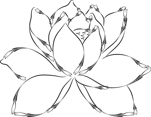 Beyaz Arkaplanda Izole Edilmiş Güzel Nilüfer Çiçekleri Vektör Illüstrasyon — Stok Vektör