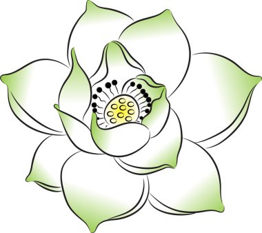 beyaz arkaplanda izole edilmiş güzel nilüfer çiçekleri, vektör, illüstrasyon