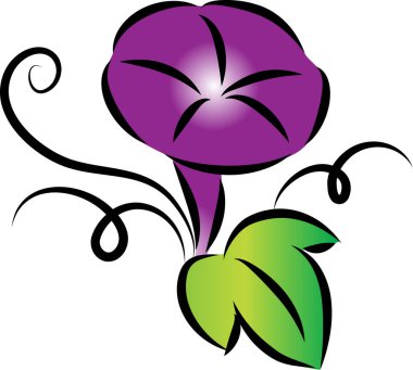 Güzel Sabah Çiçeği 'nin beyaz arka planda izole edilmiş çizimi.