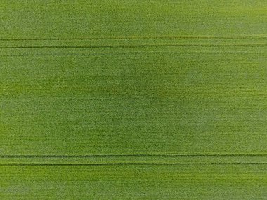 Buğday, yeşil bir alandır. Genç buğday alanında. Yukarıdan görüntüleyin. Yeşil buğday dokusal arka plan. Yeşil çimen.