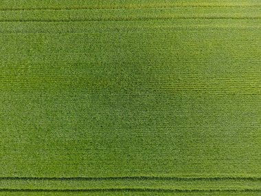 Buğday, yeşil bir alandır. Genç buğday alanında. Yukarıdan görüntüleyin. Yeşil buğday dokusal arka plan. Yeşil çimen.