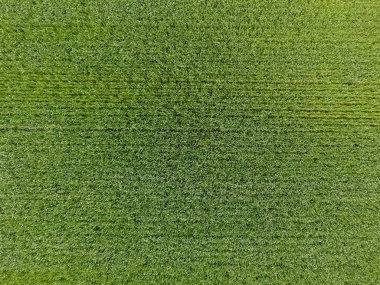 Buğday, yeşil bir alandır. Genç buğday alanında. Yukarıdan görüntüleyin. Yeşil buğday dokusal arka plan. Yeşil çimen.