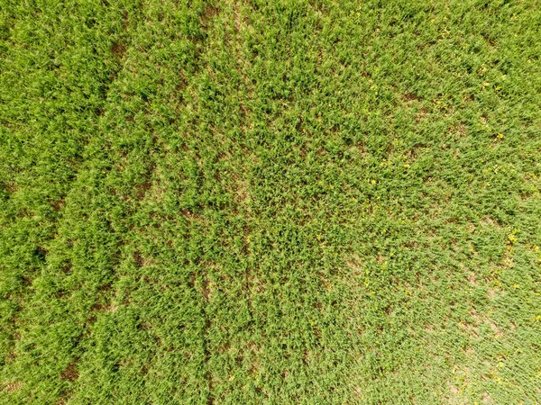 领域的年轻豌豆 地里的豌豆在生长 田间豆科植物 — 图库照片