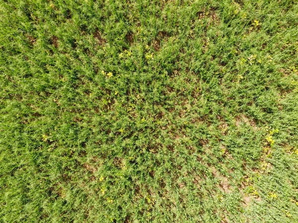 领域的年轻豌豆。地里的豌豆在生长。田间豆科植物 — 图库照片