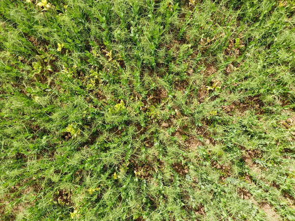 领域的年轻豌豆。地里的豌豆在生长。田间豆科植物 — 图库照片