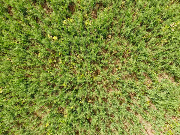 领域的年轻豌豆。地里的豌豆在生长。田间豆科植物 — 图库照片