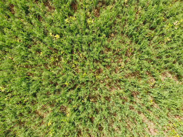 领域的年轻豌豆 地里的豌豆在生长 田间豆科植物 — 图库照片