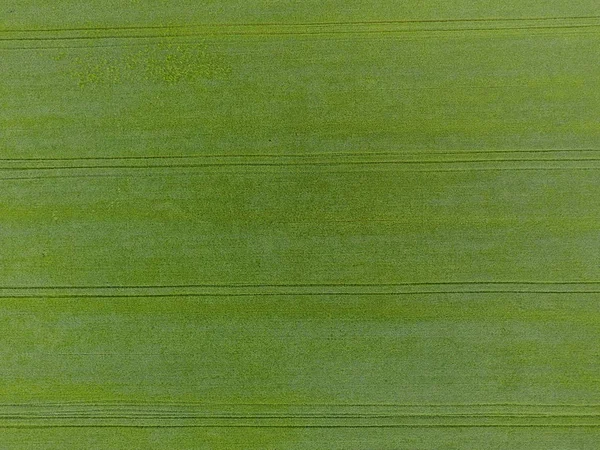 Il campo di grano è verde. Grano giovane in campo. Vista dall'alto. Sfondo strutturato di grano verde. Erba verde . — Foto Stock