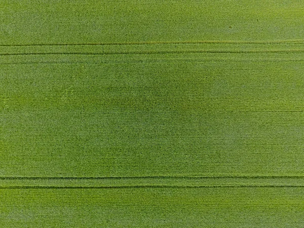 Det är gröna fältet vete. Unga vete på fältet. Visa från ovan. Textural bakgrunden grön vete. Grönt gräs. — Stockfoto