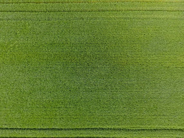 Пшеничное поле зелёное. Молодая пшеница на поле. Вид сверху. Текстурный фон из зеленой пшеницы. Зеленая трава . — стоковое фото