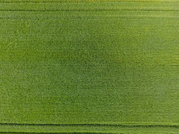 Le champ de blé est vert. Jeune blé sur le champ. Vue d'en haut. Contexte texturel du blé vert. Herbe verte . — Photo