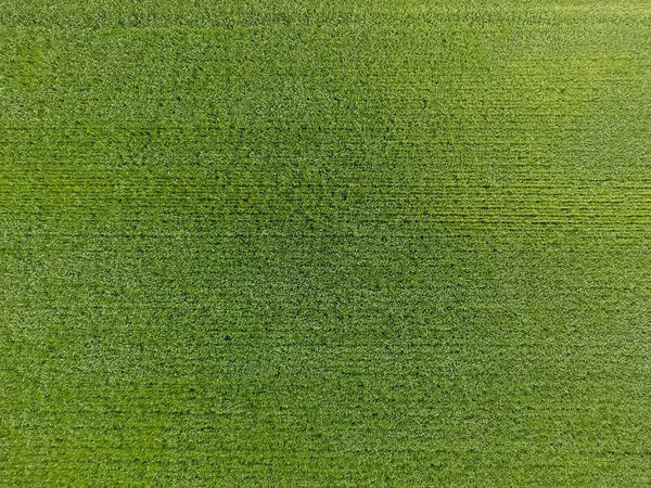 O campo de trigo é verde. Jovem trigo no campo. Vista de cima. Fundo textural de trigo verde. Grama verde . — Fotografia de Stock