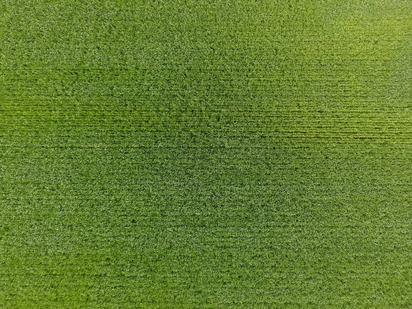 Le champ de blé est vert. Jeune blé sur le champ. Vue d'en haut. Contexte texturel du blé vert. Herbe verte . — Photo