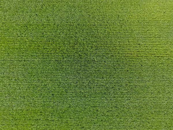 麦田是绿色的。田里的小麦子。从上面查看。绿色小麦的质地背景。绿草. — 图库照片