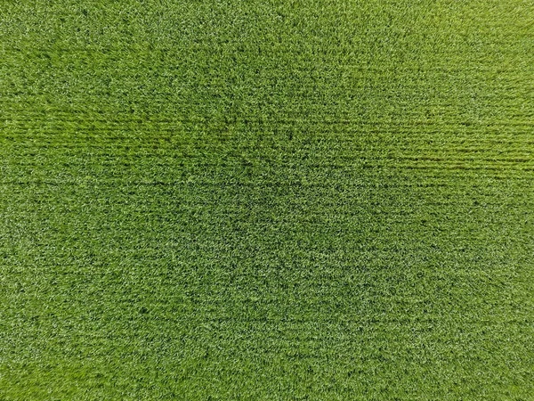 O campo de trigo é verde. Jovem trigo no campo. Vista de cima. Fundo textural de trigo verde. Grama verde . — Fotografia de Stock