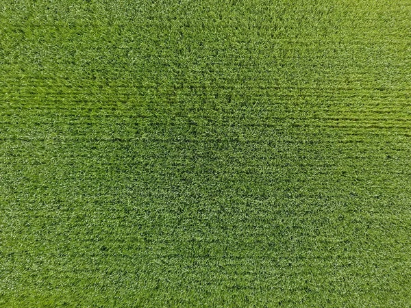 麦畑は緑色です。フィールド上の若い小麦。上からの眺め。緑の小麦のテクスチャ背景。緑の草. — ストック写真