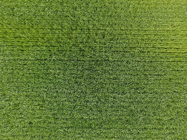 Пшеничне поле зелене. Молода пшениця на полі. Вид зверху. Текстуальний фон із зеленої пшениці. Зелена трава . — стокове фото
