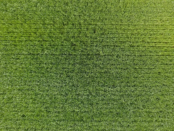 Το πεδίο σιτάρι είναι πράσινο. Νέοι σιτάρι στο πεδίο. Θέα από ψηλά. Υφής φόντο πράσινο σιτάρι. Πράσινο γρασίδι. — Φωτογραφία Αρχείου