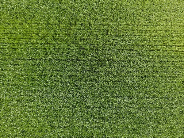Het tarweveld is groen. Jonge tarwe op het veld. Bekijk van bovenaf. Achtergrond van de textuur van groene tarwe. Groen gras. — Stockfoto