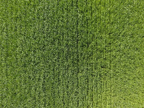 The wheat field is green. Young wheat on the field. View from above. Textural background of green wheat. Green grass.
