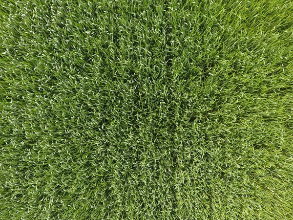 Das Weizenfeld ist grün. junger Weizen auf dem Feld. Blick von oben. Textur Hintergrund von grünem Weizen. grünes Gras. — Stockfoto