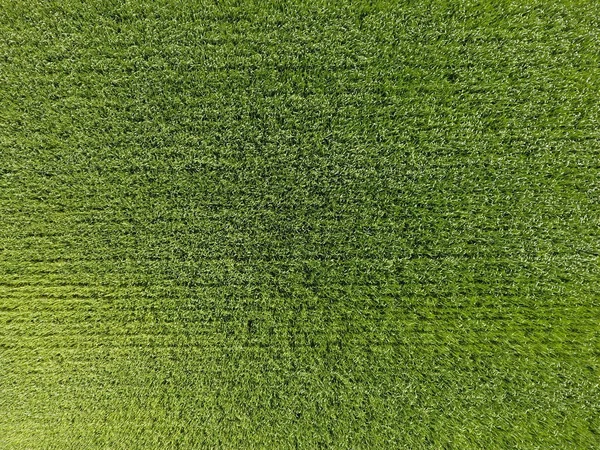 O campo de trigo é verde. Jovem trigo no campo. Vista de cima. Fundo textural de trigo verde. Grama verde . — Fotografia de Stock