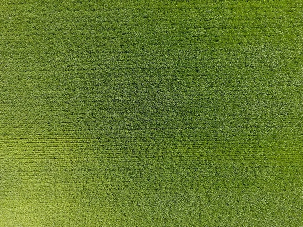 O campo de trigo é verde. Jovem trigo no campo. Vista de cima. Fundo textural de trigo verde. Grama verde . — Fotografia de Stock