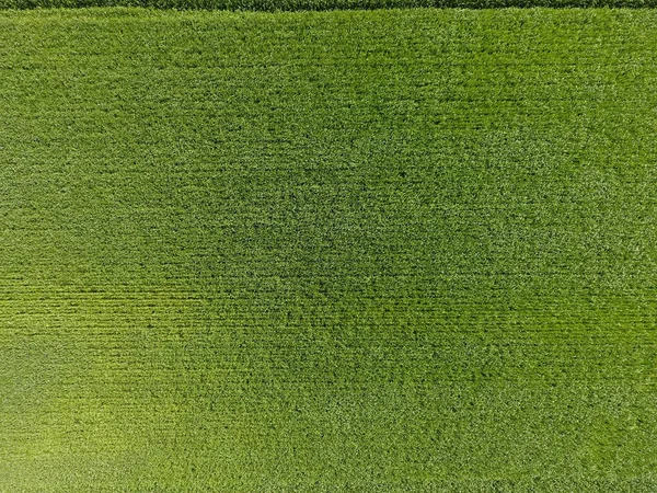 Le champ de blé est vert. Jeune blé sur le champ. Vue d'en haut. Contexte texturel du blé vert. Herbe verte . — Photo