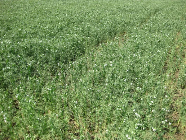 Blooming peas in the field. Flowering of legumes. Flowers of peas.