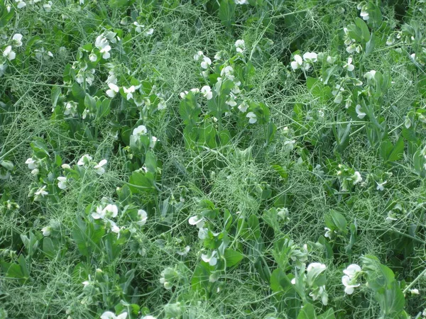 Blooming peas in the field. Flowering of legumes. Flowers of peas.