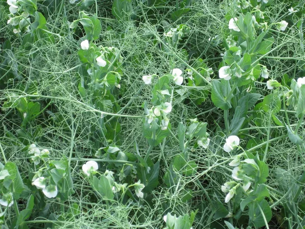 Blooming peas in the field. Flowering of legumes. Flowers of peas.