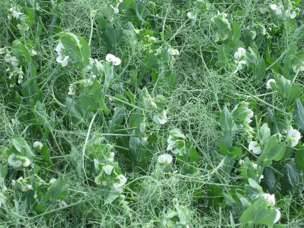 Blooming peas in the field. Flowering of legumes. Flowers of peas.