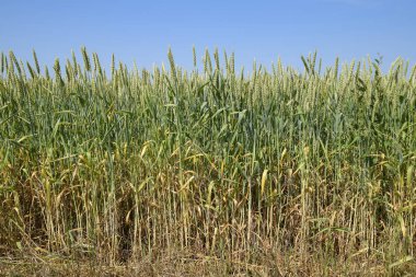 Yeşil buğday başakları. Tarlada olgunlaşan buğday