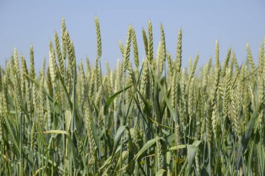 Yeşil buğday başakları. Tarlada olgunlaşan buğday