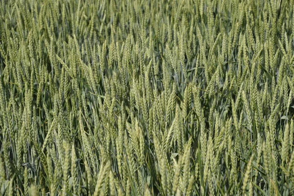 Spikelets of green wheat. Ripening wheat in the field. — Stock Photo, Image