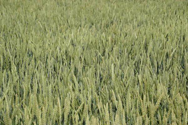 녹색 밀의 스파이크입니다. 밭에서 밀을 갈고 있는 모습. — 스톡 사진