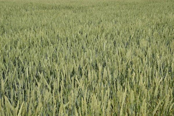 緑色の小麦の小穂。現場で小麦を熟す. — ストック写真