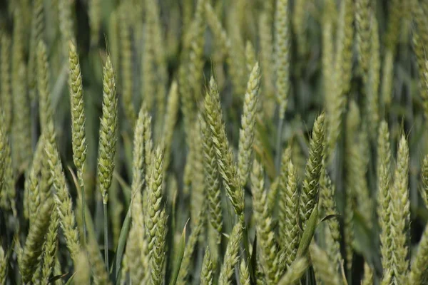 Espiguillas de trigo verde. Trigo en maduración en el campo . —  Fotos de Stock