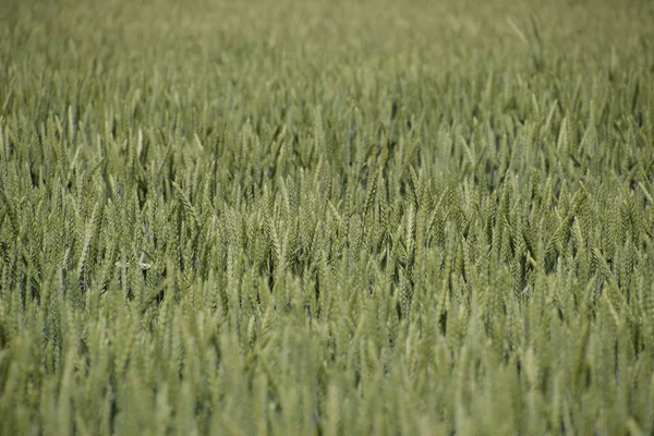 Spikelets of green wheat. Ripening wheat in the field. — Stock Photo, Image