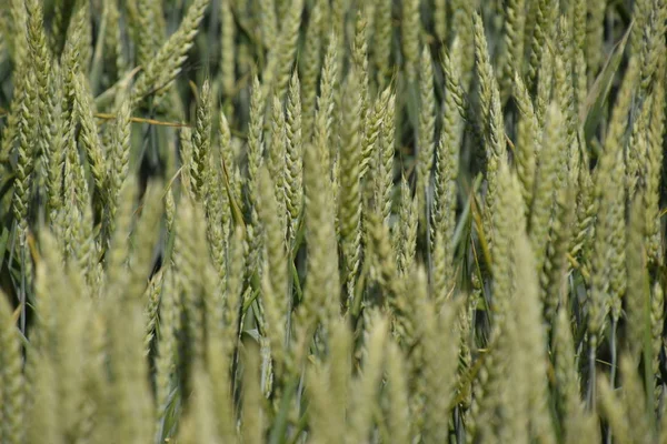Espiguillas de trigo verde. Trigo en maduración en el campo . —  Fotos de Stock