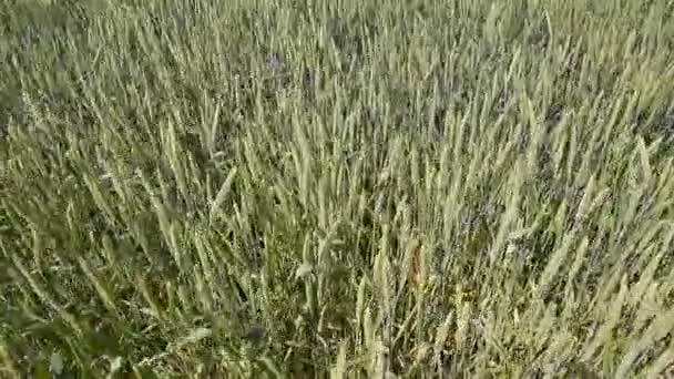 Větry z pšenice bodce. Klásky zelené pšenice. Dozrávání pšenice v poli. Větry z pšenice bodce.